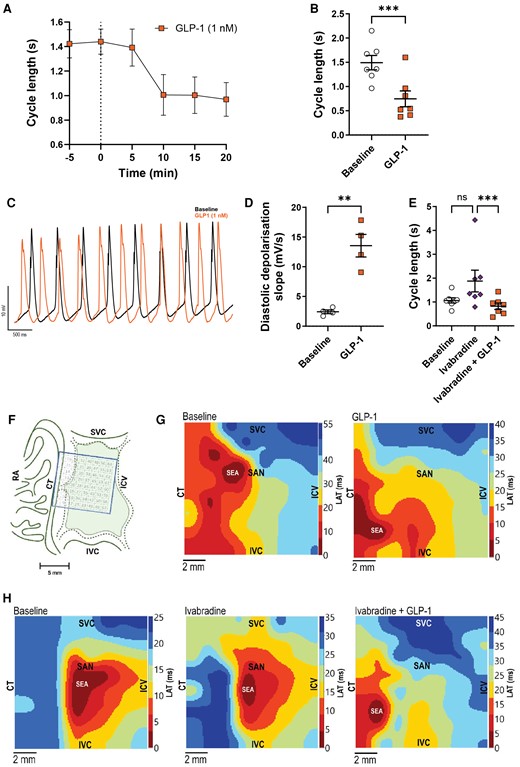 GLP-1 decreases cycle length and shifts the site of earliest activation in the isolated superfused pig sinus node independent of HCN channel block. (A–H) Isolated superfused sinus node tissues were exposed to GLP-1 (1 nM), ivabradine (1 µM), or both compounds combined. (A) Effect of GLP-1 on action potential cycle length over time (n = 7). (B) Quantification of the effect of GLP-1 on sinus node action potential cycle length (n = 7). (C) Representative monophasic action potential traces recorded at baseline (black) or after GLP-1 superfusion (orange). Note differences in rate and diastolic depolarization. (D) Diastolic depolarization (dV/dt) at baseline and after GLP-1 superfusion (n = 4), identifying a steeper diastolic depolarization during GLP-1 exposure (for method of analysis, see Supplementary material online, Figure S7B). (E) GLP-1 shortened sinus node cycle length in the presence of HCN channel blocker ivabradine (n = 7). (F) Illustration showing mapping electrode array placement on the sinus node. (G) High-density maps of activation times were measured across the array (n = 4). Representative maps at baseline (left) and after GLP-1 superfusion (right) are shown. Note the shift in site of earliest activation towards the crista terminalis. (H) Representative high-resolution maps of activation times measured at baseline (left) and in the presence of ivabradine (middle) and ivabradine + GLP-1 (right). Ivabradine did not affect the shift in site of earliest activation by GLP-1. Statistical tests: paired t-test (B and D) and a Friedman test with Dunn’s multiple comparison testing (E); **P < 0.01 and ***P < 0.001. CT, crista terminalis; ICV, intercaval vein; IVC, inferior vena cava; LAT, local activation time; RA, right atrium; SAN, sinoatrial node; SEA, site of earliest activation; SVC, superior vena cava.