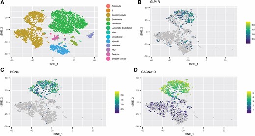 GLP-1 receptor localizes to pacemaker cells in the pig sinus node. (A–D) Neighbour embedding of snRNAseq of isolated nuclei from porcine sinoatrial tissue (n = 2), which predominantly contains cardiomyocytes and fibroblasts. Expression of GLP-1 receptor (B), HCN4 (C), and CACNA1D (D) in cardiomyocytes. snRNAseq, single nucleus RNA sequencing.