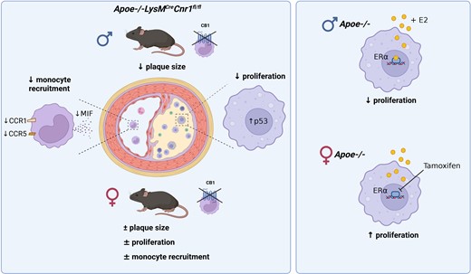 Graphical Abstract