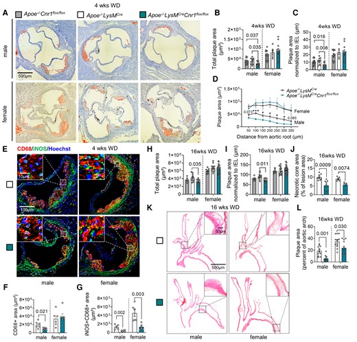 Impact of myeloid Cnr1 deficiency on atherogenesis and plaque progression. (A–D) Representative Oil-Red-O (ORO) stains of aortic roots of male (n = 12–15) and female (n = 6–11) Apoe−/−Cnr1flox/flox, Apoe−/−LysMCre, and Apoe−/−LysMCreCnr1flox/flox mice after 4 weeks of Western diet (WD); scale bar: 500 μm. (B) Quantification of absolute lesion area or (C) normalized to IEL. (D) Plaque area per aortic root section. (E) Double immunostaining of iNOS (green) and CD68 (red) in aortic root lesions of Apoe−/−LysMCre and Apoe−/−LysMCreCnr1flox/flox mice after 4 weeks of WD. Nuclei were counterstained with Hoechst 33342 (blue). Scale bar: 10 μm (top) and 100 µm (bottom). (F) Quantification of lesional macrophages and (G) inflammatory macrophages identified by combined positive CD68 and iNOS staining (n = 5–6). (H) Quantification of absolute lesion area or (I) normalized to IEL in aortic root sections after 16 weeks of WD (n = 5–21). (J) Necrotic core area quantified in Masson Trichrome-stained aortic root sections after 16 weeks of WD (n = 5–9). (K and L) Representative HE stains of aortic arches and plaque area quantification in male and female Apoe−/−LysMCre and Apoe−/−LysMCreCnr1flox/flox mice after 16 weeks of WD (n = 9–12); scale bar: 500 μm. Each dot represents one biologically independent mouse sample and all data are expressed as mean ± S.E.M. Two-sided unpaired Student’s t-test (D, F, G, J, and L), one-way ANOVA followed by Tukey test (B and C) or Dunnett T3 test (H and I) were used to determine the significant differences. Male and female were analysed independently (B–D, F–J, and L). Exact P-values are shown or indicated as ***P < 0.001 and *P < 0.05 in (D).