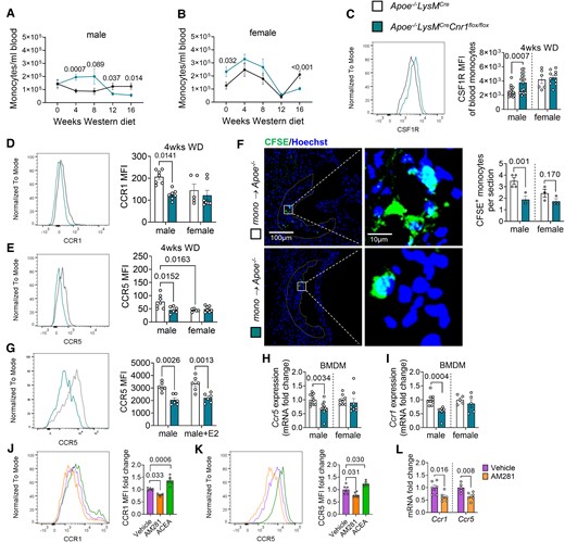Impact of myeloid Cnr1 deficiency on circulating leucocyte counts, chemokine receptor expression, and arterial recruitment. (A, B) Number of circulating monocytes in male (7–19) and female (5–23) Apoe−/−LysMCre and Apoe−/−LysMCreCnr1flox/flox mice assessed by flow cytometry. (C) Flow cytometric analysis of colony-stimulating factor 1 receptor (CSF1R) expression on circulating monocytes after 4 weeks of WD (n = 6–18). (D, E) Flow cytometric analysis of CCR1 and CCR5 surface expression on circulating monocytes after 4 weeks of WD (n = 6–8). (F) Microscopy images and quantification of CFSE-labelled monocytes (green) recruited into aortic root lesions 48 h after injection into male Apoe−/− mice on WD for 4 weeks (n = 3–4), Nuclei were stained with Hoechst 33342 (blue); scale bar: 100 μm (left) and 10 µm (right). (G) Flow cytometric analysis of male BMDM treated with vehicle or 10 nM oestradiol (E2) for 24 h (n = 6). (H, I) Gene expression levels in untreated male and female BMDMs (n = 5–12). (J, K) Flow cytometric analysis of male BMDM from Apoe−/− mice treated with vehicle, 10 µM AM281 or 1 µM ACEA for 24 h (n = 4–6). (L) Gene expression levels in male Apoe−/− BMDMs treated with vehicle or 10 µM AM281 for 8 h (n = 5–6). Each dot represents one biologically independent mouse sample and all data are expressed as mean ± S.E.M. Two-sided unpaired Student’s t-test (A–C, F, H, I, and L), one-way ANOVA followed by Tukey test (J and K), two-way ANOVA followed by Tukey test (D, E, G). Male and female were analysed independently (A–I).