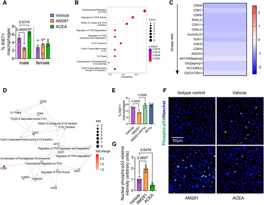 Effect of CB1 stimulation on kinase activity and p53 nuclear translocation. (A) Proliferating male and female Apoe−/− BMDMs treated with vehicle, 10 µM AM281 or 1 µM ACEA for 24 h (n = 4). (B) Top 10 enriched kinase pathways and (C) heatmap of kinase activity in male Apoe−/− BMDM treated with vehicle or 1 µM ACEA for 60 min (n = 4). Values indicate mean kinase statistic; significantly different kinases with median final score > 1.2 are shown. (D) Interaction map showing kinase pathways regulated in ACEA-stimulated male BMDMs. (E) Proliferation rates in male BMDM treated with vehicle, AM281 (10 µM) and p53 inhibitor (PFT-α; 25 µM) for 24 h (n = 3). (F and G) Phospho-p53 immunostaining (green) and quantification of nuclear p53 translocation in male Apoe−/− BMDMs treated with vehicle, 1 µM ACEA or 10 µM AM281 for 60 min. Nuclei were stained with Hoechst33342 (blue); scale bar: 50 μm (n = 4). Each dot represents one mouse and all data are expressed as mean ± S.E.M. One-way ANOVA followed by Tukey test (H and I), two-way ANOVA followed by Tukey test (A, E, and G). Male and female were analysed independently (A).