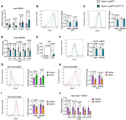 Role of CB1 in inflammatory macrophage polarization and oxLDL uptake. BMDMs were isolated from Apoe−/−LysMCre and Apoe−/−LysMCreCnr1flox/flox (A–F) or Apoe−/− mice (G–J). (A) Expression levels of macrophage polarization markers in unstimulated male BMDMs, determined by qPCR (n = 7–12). Flow cytometric analysis of CD38 (B) and CD80 (C) surface expression of male and female BMDMs after 48 h of LPS (10 ng/mL) stimulation (n = 3–6). (D) Gene expression levels (qPCR) of pro-inflammatory cytokines in male BMDMs after 8 h of LPS stimulation (n = 5–7). (E) IL1β secretion of male BMDMs after 48 h of LPS stimulation (n = 3). (F) Flow cytometric analysis of labelled dil-oxLDL uptake by male and female BMDMs (n = 5–6). (G) CD38 surface expression on 24 h vehicle- or 1 µM ACEA-treated male and female BMDMs (n = 6–10) or (H) 24 h LPS-stimulated male and female BMDMs in presence of 10 µM AM281 or vehicle (n = 8–12). (I) CD80 surface expression on 24 h LPS-stimulated male and female BMDMs in presence of 10 µM AM281 or vehicle (n = 8–12). (J) Gene expression levels of pro-inflammatory cytokines in male Apoe−/− BMDMs after 8 h LPS stimulation in presence of 10 µM AM281 or vehicle (n = 3–5). Each dot represents one biologically independent mouse sample and all data are expressed as mean ± S.E.M. Two-sided unpaired Student’s t-test (A–D and F–J), two-way ANOVA followed by Tukey test (E). Male and female were analysed independently (B, C, and F–I).