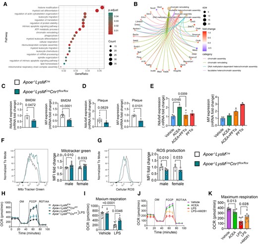 Gene expression profile and mitochondrial effects of CB1 signalling in macrophages. BMDMs were isolated from Apoe−/− (A, B, E, J, K) or Apoe−/−LysMCre and Apoe−/−LysMCreCnr1flox/flox mice (C, D, F–I). (A) Top regulated biological processes based on gene ontology and (B) network analysis of chromatin modification pathways and associated DEGs in male BMDMs treated with 1 µM ACEA for 24 h, compared to vehicle. (C) Gene expression analysis (qPCR) in BMDMs obtained from baseline male mice (n = 4–8) or (D) laser capture microdissected plaques of aortic root sections from male mice (n = 3–6) subjected to 4 weeks Western diet (WD). (E) Gene expression analysis (qPCR) in male BMDMs (n = 3) treated with 1 µM ACEA for 30 min alone or in presence of p53 inhibitor (PFT-α). (F) Flow cytometric analysis of mitochondrial content in male and female BMDMs, determined by MitoTracker™ green staining (n = 8), and (G) reactive oxygen species (ROS) determined by dihydrorhodamine 123 (DHR123) staining (n = 3–6). (H–K) Oxygen consumption rate (OCR) in male BMDMs (n = 8–10 mice) after sequential injection of oligomycin (OM), carbonyl cyanide 4-(trifluoromethoxy)phenylhydrazone (FCCP), and rotenone (ROT) plus antimycin A (AA). Each dot represents one biologically independent mouse sample and all data are expressed as mean ± S.E.M. Two-sided unpaired Student’s t-test (C, D, F, and G), one-way ANOVA followed by Tukey test (E and K), two-way ANOVA followed by Tukey test (I).