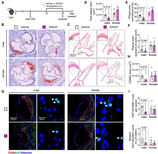 Effect of chronic peripheral CB1 antagonist administration on atherosclerosis and macrophage proliferation. (A) Experimental scheme. Ldlr−/− mice were fed with Western diet (WD) for 8 weeks and subjected to daily iv injections of JD5037 (3 mg/kg) or vehicle for the last 4 weeks. (B) Representative images of aortic root cross-sections stained with ORO. (C) Representative images of HE-stained aortic arch longitudinal sections. (D) Quantification of absolute lesion area within aortic roots (n = 7–8 mice) or (E) normalized to IEL (n = 7–8). (F) Quantification of the plaque area in aortic arch sections (n = 7–8). (G) Representative images of proliferating (Ki67+, green; white arrowheads) macrophages (CD68+, red) in aortic root plaques; nuclei were counterstained with Hoechst (blue). Scale bar: 100 μm (left) and 10 µm (right). (H) Quantification of lesional macrophage area (n = 6) and (I) total as well as relative counts of proliferating plaque macrophages (n = 5–6). Each dot represents one biologically independent mouse sample and all data are expressed as mean ± S.E.M. Two-sided unpaired Student’s t-test (D–F, H, I). Male and female were analysed independently.