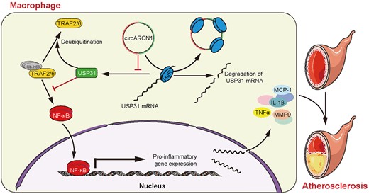 CircARCN1 promoted the macrophage inflammatory response and atherosclerotic lesion development. It functions by affecting the interaction between HuR and USP31 mRNA, and down-regulated USP31, thus attenuating the inhibitory effect of USP31 on NF-κB activation, resulting in activated macrophage inflammation.