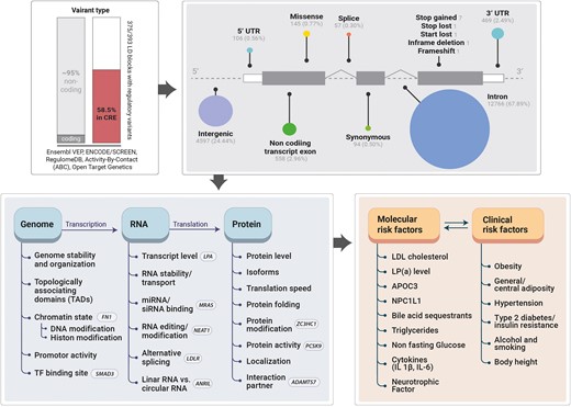 Overview of possible consequences of CAD risk variants. Variant types (top right): about 95% of all ∼18 500 variants in LD with 393 proxy CAD-associated variants (r2 > 0.6) are in the non-coding region. About 60% of all CAD-associated variants in LD have regulatory potential as they either overlap with CREs from ENCODE/SCREEN,25 with VEP enhancer elements (Ensembl Variant Effect Predictor18) rank high in the RegulomeDB (ranking ≤ 2a or probability score > 0.8),26 or have a high score in other data sets (ABC score > 0.04 or Open Targets Genetics score > 0.7). Variant consequences (top right): most variants are in introns and about 56.7% of these intronic variants may show regulatory potential by altering enhancer activity or by impacting mRNA splicing (splice variants). Variant consequences are from the Ensembl VEP.18 Variant mechanisms (bottom left): CAD risk variant can affect gene expression (transcription or translation) as well as protein function. Examples of molecular mechanisms of genes in grey boxes are described in Table 2. CAD risk factors (bottom right): the combination of risk variants can ultimately impact CAD causing molecular risk factors such as LDL cholesterol, which are often associated with clinical risk factors such as obesity. The complete list of causal traits, biomarkers, and diseases derived from Mendelian randomization studies can be found in a review article by Chen and Schunkert.27