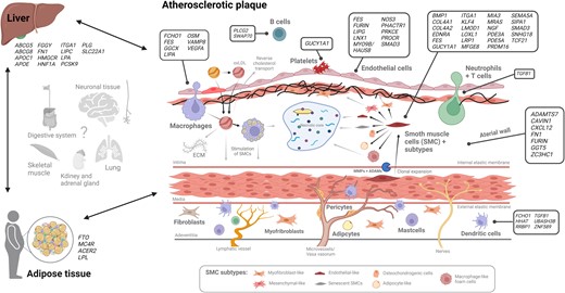 Relevant tissues and cell types in atherosclerosis. Liver and adipose tissue, which are critical for lipid metabolism, appear to be the most important atherogenic non-arterial tissues. Variants that are active in other tissue types also contribute to atherosclerosis, but the mechanisms are less well described. In the vessel wall, many lesional cell types can promote atherosclerosis, including dysfunctional ECs and infiltrated macrophages that uptake oxidized LDL particles (oxLDL). These oxLDL particles can also accumulate in the vessel wall by interacting with the extracellular matrix (ECM). The inflammatory environment triggers SMCs to remodel the arterial ECM through matrix metalloproteinases (MMPs) and ADAM family members (e.g. ADAMTS7), and to proliferate and migrate from the tunica media into the tunica intima. SMCs can adopt several subtypes (e.g. myofibroblast-like cells) in response to different stimuli (e.g. growth factors). CAD risk genes (cs >5) were allocated based on epigenetic enrichment of associated variants, cell-specific eQTLs, or tissue/cell type enriched gene expression (see Supplementary material online, Table S3). This figure was created with BioRender.com.