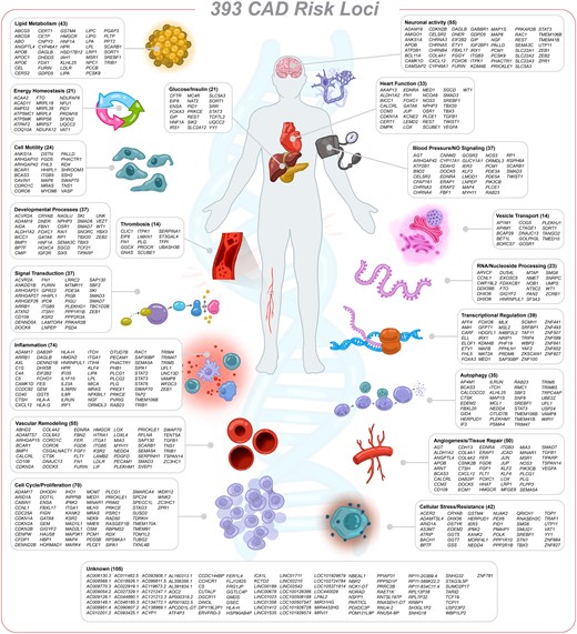 CAD-causal genes mapped to pathophysiological pathways in atherosclerosis. Genes with a cs >2 were assigned to biological processes using the GO annotations and assignments by a recent review.27 The number of genes is displayed in brackets. For simplification, some GO terms have been combined into one category, e.g. angiogenesis, wound healing, and tissue repair to angiogenesis/tissue repair or ECM organization was assigned to vascular remodelling. Of note, many genes can be involved in multiple biological processes. For example, the ubiquitously expressed endoprotease furin is assigned to lipid metabolism, neuronal activity, vascular remodelling, and signal transduction.