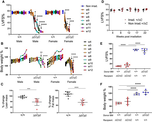 Mice lacking functional PPP1R15A exhibit severe heart failure and weight loss following whole-body irradiation. Mice lacking functional PPP1R15A (ΔC/ΔC), male n = 5, or female n = 10, or wild type female (+/+) n = 10 and male (+/+) n = 10 controls were subjected to whole body irradiation (11 Gy) then bone marrow (BM) transfer and monitored over a time course (weeks 1–12) by (A) echocardiography for left ventricular fractional shortening (LVFS%) and (B) body weight (% of body weight compared to day 0 of irradiation). The number of mice decreased over time due to euthanasia due to reaching humane endpoints. Male (ΔC/ΔC) and (+/+) mice are littermates. Female mice (ΔC/ΔC) n =10, shown from combined experiments, are not littermates. P values of data show comparison between genotypes at identical time points calculated by two-way ANOVA with Sidaks correction for multiple comparisons. Male and female mice were calculated independently (C) TD-NMR analysis of body composition of lean and fat mass using an independent cohort of mice using two-tailed unpaired t test (D) Non-irradiated and irradiated Ppp1r15a+/ΔC littermates heart function (LVFS%) up to 22 weeks. Irradiated Ppp1r15a+/+ and Ppp1r15aΔC/ΔC male mice reconstituted with either Ppp1r15a+/+ or Ppp1r15aΔC/ΔC BM, and show (E) LVFS% and (F) body weight at 9 weeks post-irradiation. e,f using two-way ANOVA with Tukey’s correction. **P < 0.01, ***P < 0.001, ****P < 0.0001.