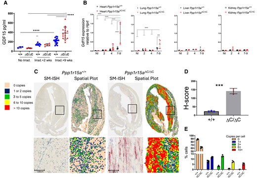 Absence of functional PPP1R15A results in increased expression of Gdf15 following whole-body irradiation. Ppp1r15aΔC/ΔC(ΔC/ΔC) and Ppp1r15a+/+ (+/+) mice were irradiated (11 Gy) and reconstituted with Ppp1r15a+/+ bone marrow. (A) GDF15 in plasma from non-irradiated mice, and at 2 and 9 weeks post-irradiation. (B) Gdf15 expression, by RT-qPCR, in heart, lung, liver and kidney taken at 7 weeks post-irradiation. P values by two-way ANOVA with Tukey’s correction. Gdf15 expression in hearts, assessed by SM-ISH. (C) Representative spatial plots, (D) H-score (E) and the distribution of cells expressing Gdf15 transcripts, n = 3 hearts/group. % cells and H-score are mean ± SD (P values by students t test). ***P < 0.001, ****P < 0.0001.