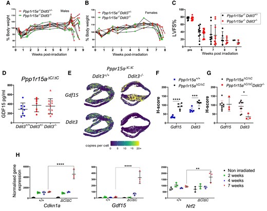 The absence of Ddit3 does not prevent irradiation-induced heart failure or GDF15 expression. Ppp1r15aΔC/ΔC(ΔC/ΔC) Ddit3+/−, or Ppp1r15aΔC/ΔC(ΔC/ΔC) Ddit3−/− mice, n = 10 per group were irradiated (11 Gy) and reconstituted with Ppp1r15a+/+ BM. Mice were culled at 8.5 weeks post-irradiation or earlier due to humane endpoints. % of body weight of (A) male and (B) female mice. (C) LV function (LVFS %) assessed by echocardiography. (D) GDF15 analysis of the plasma and comparison with irradiated Ppp1r15aΔC/ΔC(ΔC/ΔC) Ddit3+/+ mice. Gdf15 and Ddit3 expression in heart tissue assessed by SM-ISH and distribution was shown in (E) spatial plots and (F, G) H-score of cells expressing GDF15 and Ddit3 transcripts. H-score was analysed by ANOVA and Dunnett’s post-test. (H) Normalized gene expression from RNAseq analysis for P values determined by two-way ANOVA. Data show mean ± SD. **P < 0.01, ***P < 0.001, ****P < 0.0001.