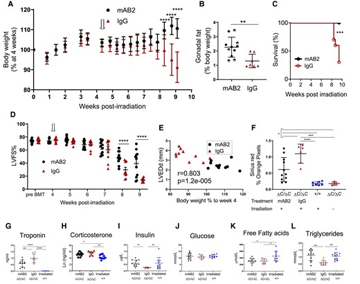 GDF15 is required for weight-loss and severe heart failure in irradiated mice lacking functional PPP1R15A. Ppp1r15aΔC/ΔC or Ppp1r15a+/+male and female mice were irradiated (11 Gy) and reconstituted with Ppp1r15a+/+ BM. At 4 weeks (open arrow), Ppp1r15aΔC/ΔC mice were randomly assigned and given an antibody that blocks GDF15 activity (αGDF15), n = 11 or an isotype control antibody (Isotype Ab), n = 10, at 10 mg/kg, at 3-day intervals. Mice were culled at 9.5 weeks post-irradiation or earlier due to humane end points. (A) Body weights, % of body weight at 4 weeks post-irradiation. P values were determined by two-way ANOVA with Sidaks correction for multiple comparisons, P values indicated by asterisks, show comparison between treatment groups at identical time points. (B) Relative weight of fat pads, female mice indicated by half-filled symbols. P values were calculated by two-tailed Student’s t-test. (C) Survival plot, no mice were found dead but mice that approached humane endpoints were euthanized. Data analysed using Gehan-Breslow-Wilcoxon Test. (D) LV function (LVFS %) was assessed by echocardiography at 9 weeks post-irradiation. Data were analysed using ANOVA and Tukey’s post comparison. (E) Correlation of LV end diameter at diastole (LVEDd) with % body weight at 9 weeks post irradiation, r calculated by Pearson’s correlation coefficient. (F) Analysis of fibrosis in heart tissue sections. Blood taken at 9.5 weeks post-irradiation (or earlier due to humane endpoints) and plasma analysed for (G)) troponin and (H–L) metabolic parameters as indicated. Data (F–H, I, K, L) analysed using one way ANOVA and Tukey test post comparison. Data in (J) analysed using Kruskal-Wallis test with Dunn’s post test. All data show mean ± SD. *P < 0.05 **P < 0.01, ***P < 0.001, ****P < 0.0001.