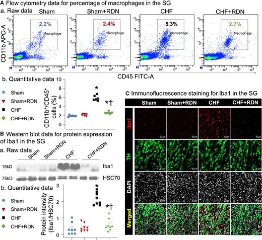 RDN attenuated CHF-increased macrophage activation in SGs. (A) Raw images (a) and quantitative data (b) for flow cytometry analysis showing macrophage expansion in SGs from all groups. (B) Representative images (a) and quantitative data (b) of western blot analysis showing that CHF-increased expression of Iba1 was reduced by RDN. (C) Raw images of immunofluorescence staining showing levels of macrophage activation in SGs from all groups. Iba1, ionized calcium-binding adaptor molecule 1 protein (a protein marker for macrophage activation); TH, tyrosine hydroxylase (an adrenergic neuronal marker); 4',6-diamidino-2-phenylindole (DAPI) nuclear marker. n = 6–8 rats per group. Statistical significance was determined by one-way ANOVA with post hoc Bonferroni test. Data are means ± SEM. *P < 0.05 vs. sham; †P < 0.05 vs. CHF.