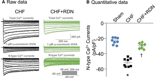 Effect of RDN on N-type Ca2+ currents in CSP neurons from CHF. (A) Original recording of total Ca2+ currents and N-type Ca2+ currents of CSP neurons from CHF and CHF + RDN rats. (B) Quantitative data for N-type Ca2+ currents recorded in CSP neurons from sham, CHF, and CHF + RDN. ω-Conotoxin GVIA: a specific N-type Ca2+ channel blocker. Data are means ± SEM; n = 7–8 neurons from 3 to 6 rats per group. Statistical significance was determined by one-way ANOVA with post hoc Bonferroni test. Data are means ± SEM. *P < 0.05 vs. sham; †P < 0.05 vs. CHF.