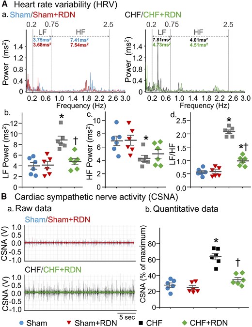 RDN reduced CHF-induced cardiac sympathetic overactivation in both conscious and anesthetized CHF rats. (A) Representative (a) and quantitative (b–d) data of HRV analysed from 24-h ECG recordings in all groups of conscious rats. Spectral power was quantified for LF from 0.2 to 0.75 Hz and HF from 0.75 to 2.5 Hz. (B) Representative tracings (a) and quantitative data (b) for CSNA recording in all groups of anesthetized rats. n = 6 rats per group. Statistical significance was determined by one-way ANOVA with post hoc Bonferroni test. Data are means ± SEM. *P < 0.05 vs. sham; †P < 0.05 vs. CHF.