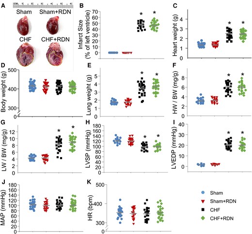 Effect of RDN on haemodynamic and morphological characteristics in all groups. (A) Representative images illustrating the infarct size of the left ventricle, measured at 15 weeks after MI in all groups. Quantitative data showing infarct size (B), heart weight (HW) (C), body weight (BW) (D), lung weight (LW) (E), HW to BW ratio (F), LW to BW ratio (G), LVSP (H), LVEDP (I), mean arterial pressure (MAP, J), and HR (K) in all groups. n = 21–27 rats per group. Statistical significance was determined by one-way ANOVA with post hoc Bonferroni test. Data are means ± SEM. *P < 0.05 vs. sham; †P < 0.05 vs. CHF.