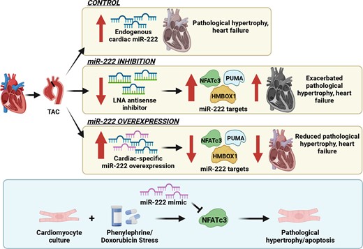 Graphical Abstract