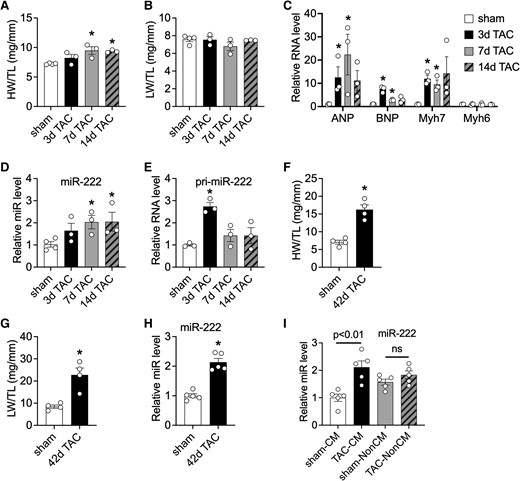Cardiac miR-222 increases in pathological cardiac hypertrophy and heart failure induced by pressure overload. (A and B) HW/TL (A) and LW/TL (B) ratios of sham or TAC mice at 3, 7, and 14 days after TAC (n = 3–4 in each group). (C–E) A qRT-PCR analysis of hypertrophy markers (C), miR-222 (D), and pri-miR-222 (E) in hearts from sham or TAC mice at different time points. Data are shown as fold induction of gene or miR expression normalized to GAPDH (C), U6 (D), and GAPDH (E), respectively (n = 3–4 hearts in each group). (F and G) HW/TL (F) and LW/TL (G) ratios of mice 42 days after sham and TAC surgery (n = 3–4 hearts in each group). (H) A qRT-PCR analysis of miR-222 in hearts from mice 42 days after sham or TAC. Data are shown as fold induction of gene or miR expression normalized to U6 (n = 3–4 hearts in each group). (I) A qRT-PCR analysis of miR-222 in adult cardiomyocytes and non-cardiomyocytes isolated from mice 2 weeks after sham and TAC surgery. Data shown as fold induction of gene or miRNA expression normalized to U6 (n = 5 in each group). The error bars represent SEM. *P < 0.05 compared with respective controls using Student’s t-test or one-way ANOVA with Tukey’s post hoc test.