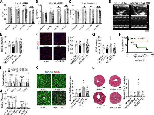 Cardiac-specific expression of miR-222 prevents cardiac dysfunction induced by pressure overload and improves survival. (A–D) Echocardiography analyses and representative images of 4-month-old WT and miR-222 transgenic mice at baseline, 1, 2, and 3 weeks after TAC (n = 6 hearts in each group, *P < 0.05 and **P < 0.01 vs. corresponding WT control group by Student’s t-test). These include EF (A) LVPWd (B) LVIDd (C) representative images (D). These data demonstrate that miR-222 protects against pathological cardiac hypertrophy. (E) HW/TL ratios of 4-month-old WT and miR-222 transgenic mice 2 weeks after sham or TAC surgery (n = 7–9 hearts in each group, *P < 0.05 vs. WT sham, #P < 0.05 vs. WT TAC using one-way ANOVA with Tukey’s post hoc test). (F) Quantification of the cardiomyocyte area from heart sections stained with WGA (n = 4, ∼500 cells per animal, *P < 0.05 vs. WT sham, #P < 0.05 vs. WT TAC) demonstrate that miR-222 blocks TAC-induced cardiomyocyte hypertrophy. (G) LW/TL ratios of 4-month-old WT and miR-222 transgenic mice 2 weeks after sham or TAC surgery (n = 7–9 hearts in each group, *P < 0.05 vs. WT sham, #P < 0.05 vs. WT TAC). (H) Survival analysis shows that 4-month-old miR-222 transgenic mice had improved survival rates compared with WT controls 4 months after TAC (n = 9 in each group, *P < 0.05 vs. WT). (I and J) A qRT-PCR analysis of apoptosis markers (I) and fibrosis markers (J) in hearts from 4-month-old WT and miR-222 transgenic mice 2 weeks after sham or TAC surgery (n = 4–5 hearts in each group). These data demonstrate that miR-222 inhibits fibrosis and pro-apoptosis gene expression. (K) A decrease in the number of TUNEL-troponin I double-positive cells normalized to total DAPI-labelled cells demonstrates reduced apoptosis in cardiomyocytes in miR-222-expressing hearts 2 weeks after TAC (n = 4 hearts in each group). (L) MTS for the fibrosis area from heart sections and quantification (n = 4 hearts in each group) shows that miR-222 expression significantly inhibits fibrosis formation 2 weeks after TAC. *P < 0.05, vs. WT sham; #P < 0.05 vs. WT TAC using one-way ANOVA with Tukey’s post hoc test.