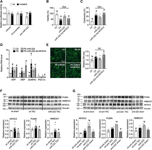 miR-222 directly targets HMBOX1, NFATc3, and PUMA in vitro and in vivo. (A) Luciferase assays in COS7 cells co-transfected with a control precursor (ctl scramble) or miR-222 precursor (pre-222) and reporter plasmids containing a fragment of the mouse NFATc3 3′UTR sequence including the WT or mutated miR-222 binding site. These data demonstrate that NFATc3 is a direct target of miR-222. (B and C) Cell viability and cytotoxicity in neonatal rat ventricular cardiomyocytes (NRVMs) treated with scrambled control (Ctl), miR-222 mimic (miR-222), or NFATc3 adenovirus (Ad-NFATc3) in the absence or presence of doxorubicin (Dox). (n = 4 in each group, *P < 0.05 vs. Ctl-Dox, #P < 0.05 vs. miR-222-Dox using one-way ANOVA with Tukey’s post hoc test). (D) mRNA expression of ANP, BNP, β/αMHC, and PGC1α in NRVMs treated with Ctl, miR-222, and Ad-NFATc3 in the absence or presence of phenylephrine (PE). (E) Representative images and quantification of NRVMs treated with Ctl, miR-222, and Ad-NFATc3 in the absence or presence of PE. (n = 4 in each group, *P < 0.05 vs. Ctl-PE, #P < 0.05 vs. miR-222-PE using one-way ANOVA with Tukey’s post hoc test). (F) Protein levels of the putative miR-222 targets in heart samples taken 1 week after sham or TAC surgery from WT or miR-222 transgenic mice. (G) Protein levels of the putative miR-222 targets in heart samples taken 1 week after sham or TAC surgery from mice treated with specific LNA-anti-miR-222 inhibitor (anti-222) or a scrambled control anti-miR (ctl-anti). Cumulative data are quantified below immunoblots and represented as fold change in protein expression, normalized to vinculin. These data demonstrate that miR-222 reduces the protein levels of all three targets in vivo. *P < 0.05 compared with WT sham or ctl-anti-sham and #P < 0.05 compared with WT TAC or ctl-anti TAC using Student’s t-test or one-way ANOVA.