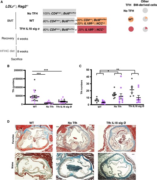 Tfh cell deficiency and the absence of IL18 signalling in Tfh cells accelerate the development of atherosclerosis in mice. Data from males and females Ldlr−/−; Rag2−/− after BM transplant with 100% CD4Cre/+; Bcl6flox/flox (No Tfh); 80% CD4Cre/+; Bcl6flox/flox + 20% CD4+/+; Bcl6flox/flox; or 20% Il18r+/+; NCC+/+ (WT) and 80% CD4Cre/+; Bcl6flox/flox + 20% Il18r−/−; NCC−/− (Tfh Il18 sign Ø) fed a HF/HC diet for 8 weeks. Represented data from five experiments. WT group includes mice that are either CD4+/+; Bcl6flox/flox (littermates to the No TFH group) or Il18r+/+; NCC+/+ WT (littermates to Il18r−/−; NCC−/− mice) and were combined to reduce the number of animals used in these experiments (3Rs). (A) Schematic diagram of the experiment. (B) Total splenic Tfh cells (CD4+ CD44hi CXCR5+ PD1+; n = 6–10 mice/group). (C) Quantification of atherosclerotic plaque area in aortic roots. (D) Representative images of Masson’s trichrome staining (original magnification ×10; scale bars: 200 μm). Each symbol represents an individual mouse; horizontal bars denote mean ± SEM. (B) Student’s t-test and (C) two-way ANOVA. *P < 0.05, **P < 0.01, and ***P < 0.001.