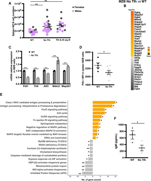 Lack of Tfh cells leads to accumulation of ‘aberrant’ MZB cells. Data from the same experimental No Tfh and WT groups. (A) Total splenic MZB cells (n = 12–15 mice/group). (B, C, and E) MZB cell RNA-seq from No Tfh and WT groups (n = 5–6 mice/group). (B) Clustered heat map of 33 genes that were differentially expressed. (C) qRT-PCR for Pdl1 (n = 3 mice/group). (D) PDL1 surface expression by flow cytometry. (E) Selected significantly enriched GSEA pathways. Each bar represents the number of significantly expressed genes in each pathway. Orange denotes up- and grey downregulated in MZB cells from No Tfh vs. WT. (F) IgM levels in the supernatants of sorted MZB cells (n = 6–9 mice/group) after culture with CpG. Representative plot from two independent experiments with similar results. P < 0.05 (Student’s t-test) and P < 0.1 (Mann–Whitney). (A, C, D, and F) Student’s t-test and (E) Fisher’s exact test. *P < 0.05, **P < 0.01, and ***P < 0.001.