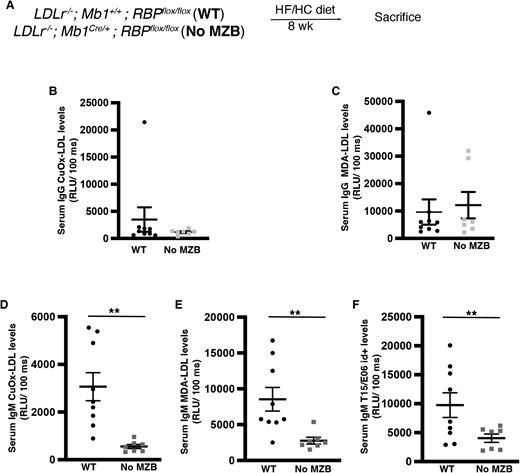 MZB cells are necessary for the formation of IgM natural antibodies. Males and females Ldlr−/−; Cd79aCre/+; RBPflox/flox and Ldlr−/−; Cd79a+/+; RBPflox/flox (WT) were fed a HF/HC diet for 8 weeks (A–F). (A) Schematic diagram of the experimental procedure. (B–F) Graphs showing total serum subtypes of IgG (B–D) and IgM (E–G) levels. Student’s t-test. **P < 0.01.