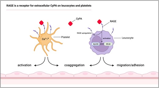 RAGE is a novel receptor for extracellular CyPA on leucocytes and platelets. RAGE was found to interact with CyPA and to play an important role in CyPA-induced leucocyte and platelet functions. Platelet activation, coaggregate formation, and intracellular Ca2+ release by CyPA were abrogated when RAGE was absent or blocked. Similarly, CyPA-induced leucocyte migration and adhesion were found to be dependent on RAGE in vivo and in vitro. CyPA abundance was furthermore identified to regulate RAGE expression in vivo.