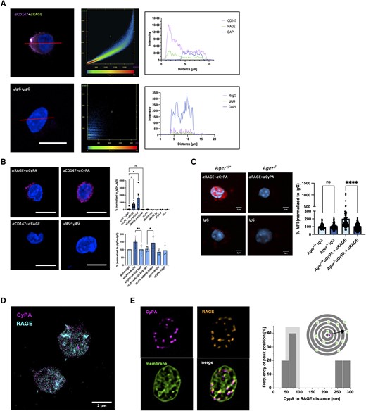 CyPA interacts with RAGE and CD147 on leucocytes and platelets. Confocal single plane images of human monocytes stained with antibodies against RAGE and CD147 showed a similar cellular distribution of the two receptors (left panel). Colocalization analysis (centre panel) demonstrated a strong signal overlap between the two receptors. Spatial signal analysis along the red line highlights the strongest signal overlap in the area of the cell membrane (A, right panel; scale bar 5 µm). Proximity ligation assays (PLA) on human leucocytes furthermore confirmed a close spatial interaction of CyPA with RAGE and CD147, while CD147 and RAGE display no close interaction. This interaction of CyPA with RAGE was blocked by addition of the RAGE inhibitors FPS-ZM1 and RAP (B, top panel n ≥ 2 biological replicates, Kruskal–Wallis test bottom panel n = 6 biological replicates, ANOVA, scale bar 5 µm). Leucocytes from Ager−/− mice similarly showed no specific PLA signal compared to Ager+/+ mice (C, n = 4 biological replicates, Mann–Whitney test, scale bar 2 µm). Super-resolution microscopy of murine platelets (D, two-colour dSTORM; E, Lattice SIM) confirmed colocalization of CyPA and RAGE. Neighbour density analysis of RAGE density in discrete ring areas (dark grey) in relation to CyPA allowed identification of colocalization hotspots through analysis of RAGE density at different radial distances to CyPA. Histograms of distance-dependent density peak maxima in resting platelets with increased accumulation distances as indications of colocalization hotspots highlighted in light grey between 50 and 100 nm are shown (scale bar 2 µm). * indicates P < 0.05, ** indicates P < 0.01, **** indicates P < 0.0001, and ns indicates P > 0.05.