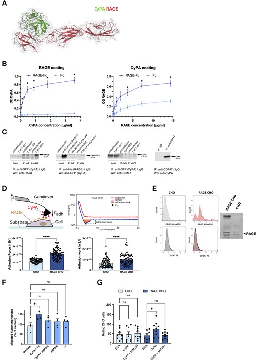 CyPA is bound by RAGE on the cell surface. To evaluate binding sites, in silico protein complex modelling was performed between CyPA and RAGE. Protein docking was carried out using the Glide protein docking procedure. The docking pose with the lowest (best) Glide docking score value is visualized and is also almost identical to the RAGE complex and is shared by several other known RAGE ligands (A). ELISAs of recombinant RAGE-Fc to CyPA showed a significant interaction of the two proteins in a dose-dependent manner (B, n ≥ 3 biological replicates, t-test). Immunoprecipitations from HEK293 cells transfected with CyPA-GFP and/or RAGE-HIS, or platelets (right panel), show an interaction of CyPA with RAGE and CD147. Representative micrographs of blots are shown (C, n ≥ 3 biological replicates). Atomic force microscopy was used to characterize the CyPA–RAGE interaction on the cell surface. Adhesion of a CyPA-coated cantilever was significantly higher on RAGE-transfected CHO cells compared to parental cells, while CD147 surface expression was similar in both cell types, as shown by FACS. RAGE expression in CHO and RAGE-CHO cells was confirmed by western blot and FACS (D, E, individual dots show mean of 36 measurements per cell; n ≥ 76 cells were analysed per condition, t-test, Mann–Whitney test). Migration of human leucocytes towards CyPA was blocked by preincubation of CyPA with recombinant RAGE or Fc as control (both 3.6 µg/mL), mimicking the ability of sRAGE to modulate its ligands before binding to membrane-bound RAGE, abrogating subsequent signalling in vivo (F, n ≥ 3 biological replicates, ANOVA). RAGE-CHO cells showed increased rolling on CyPA-coated surfaces under flow conditions compared to non-transfected parental cells. Preincubation of CyPA with the CyPA-binding extracellular cyclosporine derivative MM284 (800 nM) blocked this effect (G, n ≥ 8 biological replicates, ANOVA). * indicates P < 0.05, **** indicates P < 0.0001, and ns indicates P > 0.05.