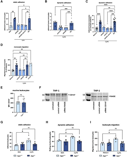 CyPA-induced leucocyte adhesion and migration are dependent on RAGE. Human monocytes were allowed to adhere to recombinant CyPA or BSA in a static adhesion model. Addition of antibodies against RAGE, CD147, or both (20 µg/mL) abrogated migration towards CyPA (200 nM) (A, n = 5 biological replicates, Kruskal–Wallis test). Under flow conditions, human monocytes showed a diminished adhesion on CyPA-coated surfaces (B, n ≥ 8 biological replicates, Kruskal–Wallis test) and activated HUVECs (C, n ≥ 7 biological replicates, ANOVA) when RAGE, CD147, or both were blocked with respective antibodies (20 µg/mL). Migration of human monocytes towards CyPA (200 nM) was likewise inhibited when RAGE or CD147 was blocked with antibodies (20 µg/mL), while anti-TLR4 (20 µg/mL) allowed normal migration towards CyPA (D, n ≥ 5 biological replicates, Kruskal–Wallis test). Ager−/− mice showed similar levels of CD147 using flow cytometry (E, n = 6 biological replicates, t-test). Similarly, knockdown of RAGE or CD147 using siRNA (1 µM) did not alter the expression of the respective other receptor in THP-1 cells compared to untreated cells or cells transfected with control siRNA (F, representative western blot of three biological replicates is shown). Murine leucocytes from wild-type mice showed robust adhesion on CyPA-coated surfaces in static (G, n ≥ 4 biological replicates, Mann–Whitney test, t-test) and dynamic conditions (H, n ≥ 3 biological replicates, t-test) as well as leucocyte migration (I, n ≥ 4 biological replicates, t-test), while Ager−/− leucocytes failed to adhere and migrate towards CyPA (200 nM). * indicates P < 0.05, ** indicates P < 0.01, *** indicates P < 0.001, **** indicates P < 0.0001, and ns indicates P > 0.05.