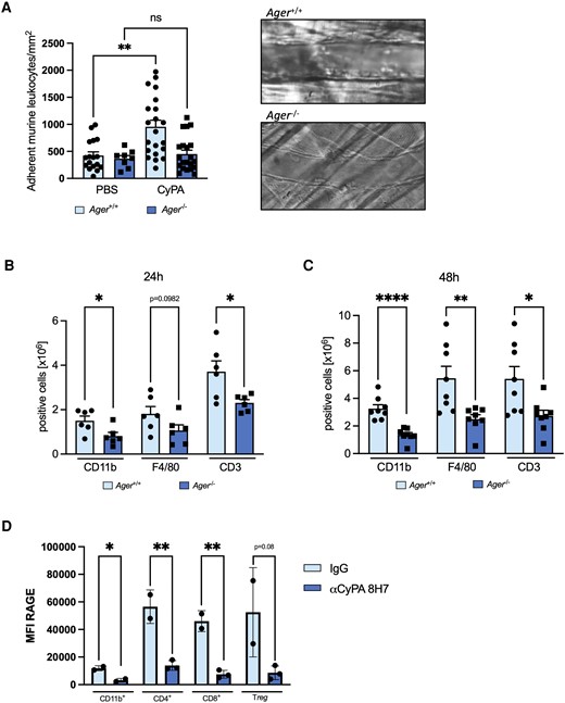 RAGE is necessary for CyPA-induced leucocyte adhesion and migration and is in turn regulated by extracellular CyPA in vivo. In wild-type mice, intravital microscopy revealed a robust adhesion of leucocytes to the postcapillary venules of the cremaster muscle 2 h after intrascrotal injection of CyPA. RAGE-deficient mice showed no increased adhesion after stimulation with CyPA (A, n ≥ 4 biological replicates, Mann–Whitney test). Panels on the right show representative images of postcapillary venules from RAGE-deficient and wild-type mice. To evaluate whether RAGE is involved in CyPA-induced leucocyte migration in vivo, a CyPA-induced peritonitis model was used where mice were intraperitoneally injected with 10 µg CyPA. After 24 (B, n = 6 biological replicates, t-test) or 48 h (C, n = 8 biological replicates, t-test, Mann–Whitney test), mice were sacrificed, and a peritoneal lavage was performed. Isolated cells were stained for CD11b, F4/80, and CD3 and were analysed using flow cytometry. When the basal level of circulating CyPA in mice was reduced by administration of the anti-CyPA antibody 8H7 (5 µg/kg) for 24 h, we observed a downregulation of RAGE on CD11b, CD4, CD8, and Treg leucocytes compared to IgG control (5 µg/kg), demonstrating a positive feedback loop between CyPA and RAGE (D, n ≥ 2 biological replicates, t-test). * shows P < 0.05, ** shows P < 0.01, **** shows P < 0.0001, and ns indicates P > 0.05.