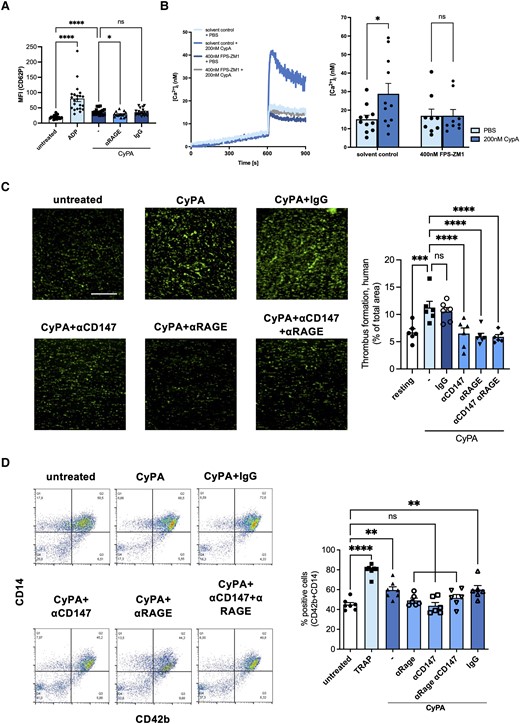 Inhibition of RAGE blocks CyPA-induced platelet activation via reduced intracellular Ca2+. Activation of platelets demonstrated by CD62p surface expression upon CyPA stimulation (200 nM) was diminished in the presence of anti-RAGE antibody (20 µg/mL; A, n ≥ 15 biological replicates, Kruskal–Wallis test, ADP 20 µM). CyPA-induced (200 nM) increase in cytosolic Ca2+ was abolished by addition of the RAGE inhibitor FPS-ZM1 (400 nM; B, n ≥ 9 biological replicates, t-test; Mann–Whitney test). Antibodies against CD147, RAGE, or both receptors (all 20 µg/mL) reduced CyPA-induced (200 nM) in vitro thrombus formation when human whole blood was perfused over fibrinogen-coated surfaces (C, n = 6 biological replicates, ANOVA). Co-aggregation of human platelets and CD14-positive cells after stimulation with CyPA (200 nM) and TRAP (25 µM) was assessed using flow cytometry. When antibodies against RAGE, CD147, or both (all 20 µg/mL) were added, no relevant CyPA-induced co-aggregation was observed (D, n ≥ 6 biological replicates, ANOVA). * indicates P < 0.05, ** indicates P < 0.01, *** indicates P < 0.001, **** indicates P < 0.0001, and ns indicates P > 0.05.