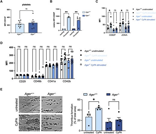 RAGE-deficient platelets show reduced activation upon CyPA stimulation. Platelets from Ager−/− mice showed no altered CD147 expression compared to platelets from wild-type mice (A, n = 8 biological replicates, t-test). Wild-type and RAGE-deficient platelets showed normal activation after stimulation with thrombin (1 U/mL; B, n ≥ 2 biological replicates, t-test, Mann–Whitney test). CyPA-induced activation (200 nM) of CD62P and JON/A was diminished in RAGE-deficient platelets, whereas platelets from wild-type mice showed significant activation (C, n ≥ 6 biological replicates, t-test, Mann–Whitney test). Surface expression of CD29, CD49b, CD41a, and CD42b was not altered after stimulation with CyPA (200 nM) in either genotype (D, n ≥ 6, t-test, Mann–Whitney test). CyPA-induced (200 nM) in vitro thrombus formation was furthermore dramatically decreased in blood from Ager−/−, while wild-type mice showed robust thrombus formation (E, n ≥ 4, t-test). * indicates P < 0.05, ** indicates P < 0.01, and ns indicates P > 0.05.