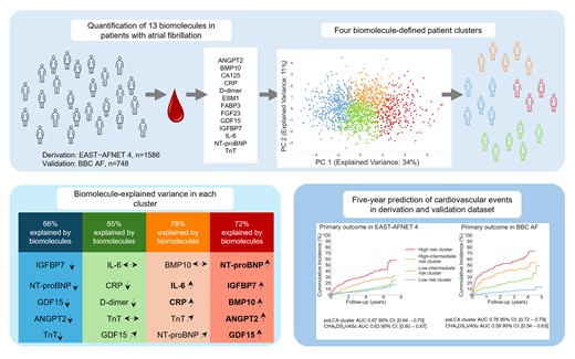 The quantification of 13 biomolecules pre-selected for their ability to provide quantitative proxies for cardiovascular disease processes assigns patients with recently diagnosed atrial fibrillation and comorbidities to four clusters. The main biomolecules contributing to the clustering process are N-terminal pro-B-type natriuretic peptide, insulin-like growth factor–binding protein 7, bone morphogenetic protein 10, angiopoietin 2, growth differentiation factor 15, interleukin-6, and C-reactive protein. These biomolecules explain 66–85% of the assignment to a cluster. The four clusters differ in their risk of cardiovascular events (cardiovascular death, stroke, or unplanned hospitalisation for heart failure or acute coronary syndrome) over a 5-year time horizon. Early rhythm control therapy is effective in all four clusters (Pinteraction = 0.63). The clusters and their associated risk are replicated in an independent cohort.
