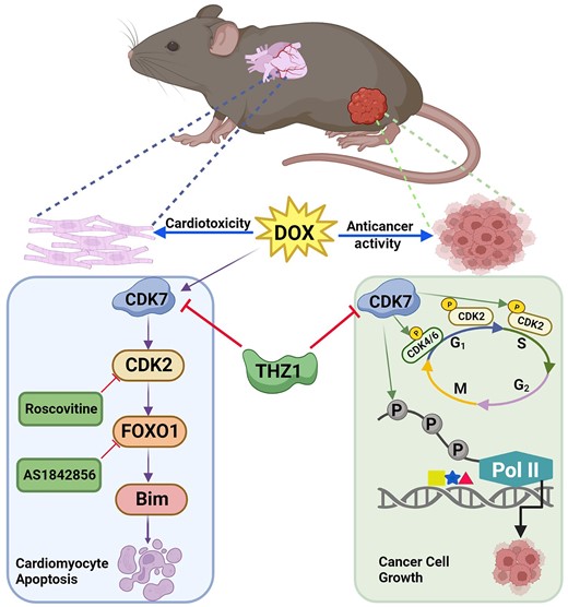 癌治療に関連した心臓障害を防ぐタンパク質の発見(Protein discovery could help prevent cancer treatment-related heart damage) 癌治療に関連した心臓障害を防ぐタンパク質の発見(Protein discovery could help prevent cancer treatment-related heart damage)