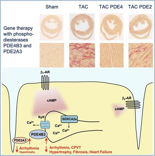 Graphical Abstract