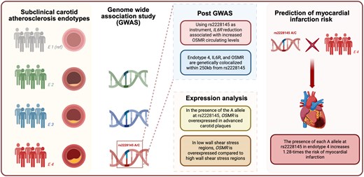 心疾患予防に資する新しい遺伝子発見(New gene discovery aids heart disease prevention) 心疾患予防に資する新しい遺伝子発見(New gene discovery aids heart disease prevention)