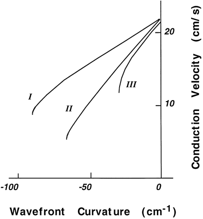 Dependence of propagation velocity on wavefront curvature in several models of excitable media. I = Noble model [86]; II = Hramov and Krinsky model; III = Gul'ko and Petrov model [69]. Reproduced with permission [8].