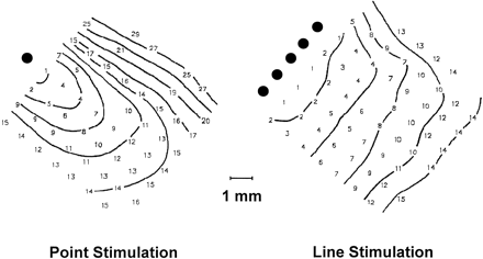Effect of point stimulation versus linear stimulations on activation spread. Stimulation with a single electrode (point stimulation) produces a convex excitation front. Stimulation with a line of electrodes (line stimulation) produces an almost flat excitation front. Numbers denote activation times in milliseconds relative to the earliest activation. Interval between isochrones is 3 ms. Reproduced with permission [20].