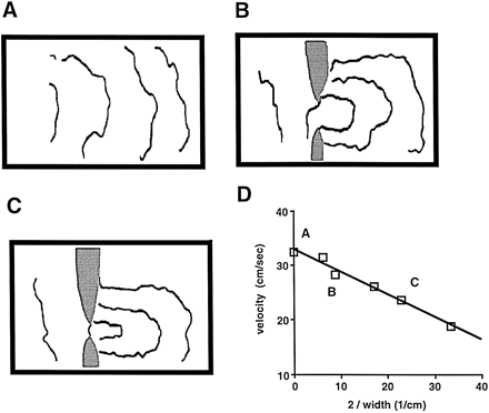 Wave propagation across a narrow tissue isthmus in an isolated ventricular preparation of sheep heart. (A) Map of activation spread before an isthmus was produced. (B) Activation spread in the same preparation with isthmus 2.26 mm wide. The isthmus was produced by two tissue cuts (gray zones). (C) Activation spread after the isthmus was reduced to 0.88 mm. (D) Local conduction velocity measured across the isthmus as a function of isthmus width. Reproduced with permission [36].