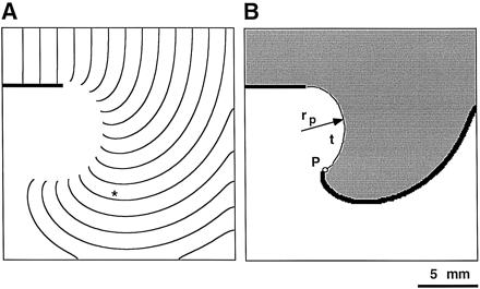 Detachment of an excitation wave from the sharp edge of an unexcitable obstacle. Computer model with Luo-Rudy [43] ionic kinetics. The maximal sodium conductance was reduced to 6.6 mS/cm2. (A) Isochronal map of activation spread with an interval of 5 ms. (B) Snapshot of activation at the moment marked by the asterisk in panel A. The black color shows the excited area defined by the activation of inward Na+ current. The gray color shows the area in the refractory state as defined by Na+ current inactivation. Point P marks the wave tip, defined as a point where excited, refractory, and resting states meet. The dashed line (t) shows the trajectory of the wave tip with the radius rp.