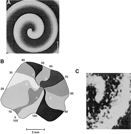 Rotating waves in various excitable media. (A) Spiral wave in the Belousov-Zhabotinskii reaction. Reproduced with permission [49]. (B) Isochronal activation map of ‘leading circle’ re-entry in an isolated preparation of rabbit atrial muscle. Reproduced with permission [64]. (C) Spiral wave in an isolated preparation of canine epicardial muscle imaged using voltage-sensitive dye. Reproduced with permission [71].