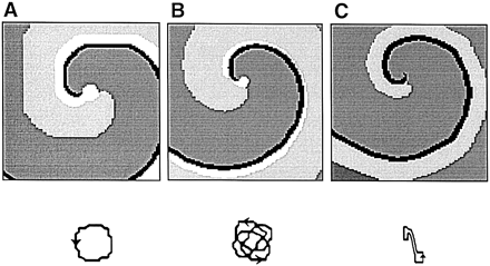 Effect of wavefront curvature on spiral wave rotation in a cellular automata model of an excitable medium. Upper panels show snapshots of activation. Excited, absolute refractory, relative refractory, and resting states are shown in black, dark gray, light gray, and white, respectively. Lower panels show enlarged trajectories of the spiral wave tip. (A) Circular type of rotation in a model with large critical curvature (2πrp>λ). (B) Cycloidal type of rotation in a model with intermediate level of critical curvature (λ≈2πrp). (C) ‘Z’ type of rotation in a model with small critical curvature (λ>2πrp). Reproduced with permission [55].