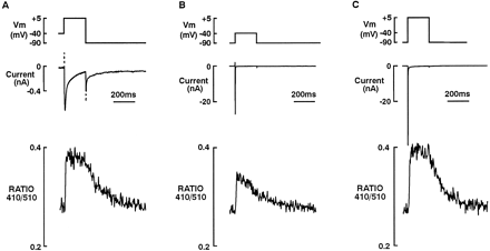 Activation of ICa, INa and combined activation of INa and ICa evoke a Ca2+ transient in ventricular myocytes. In order to provide a defined Ca2+-loaded state of the SR, a conditioning protocol was applied prior to the test pulse in A, B and C (see Section 2, protocol 1). (A) Activation of ICa alone (upper panel) by a test pulse to +5 mV after a 10 s rest at a post-conditioning potential of −40 mV (to inactivate INa). Lower panel shows the ICa-evoked Ca2+ transient. (B) activation of INa alone (upper panel) by a test pulse to −40 mV after a 10 s rest at a post-conditioning potential of −90 mV. Lower panel shows the INa-evoked Ca2+ transient. (C) Combined activation of INa and ICa (upper panel) by a test pulse to +5 mV after a 10 s rest at a post-conditioning potential of −90 mV. Lower panel shows the Ca2+ transient evoked by the combination of INa and ICa. The transients in this and all subsequent figures are shown as the 410/510 nm fluorescence ratio of Indo-1. Panels A, B and C were recorded from the same cell at room temperature (22–25°C).