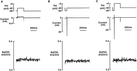 Verapamil sensitivity of ICa- and INa-evoked Ca2+ transients. With ICa blocked by addition of verapamil (10 μM) to the bath solution, the SR was loaded by repeated activation of reverse mode Na/Ca exchange (see Section 2, protocol 2). (A) No inward current (upper record) or Ca2+ transient (lower record) was evoked by a test pulse to +5 mV after a 10 s rest at a post-conditioning potential of −40 mV. (B) Activation of INa (recovered by a 50 ms prepulse to −90 mV) by a test pulse to +5 mV after a 10 s rest at a post-conditioning potential of −40 mV (upper panel). The lower panel shows that INa failed to evoke a Ca2+ transient when ICa was blocked. (C) Stepping from −90 to +5 mV also fails to evoke a calcium transient in the presence of verapamil. All panels were recorded at room temperature (22–25°C) from the same cell as in Fig. 1.