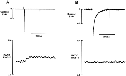 Voltage escape and the INa-evoked Ca2+ transient. At a holding potential of −90 mV the SR was loaded by activation of ICa as described in Fig. 1. (A) Activation of INa at −50 mV after a 10s rest at a post-conditioning potential of −90 mV (upper panel), and the INa evoked Ca2+ transient (lower panel). The series resistance was 5.81 MΩ, and was uncompensated. (B) Activation of INa at −50 mV from the same cell as in A (upper panel), after the series resistance was reduced by applying pulses of positive pressure to the pipette, and the remainder reduced by series resistance compensation (leaving 1.8 MΩ uncompensated). The magnitude of INa was substantially reduced under these conditions and failed to evoke a Ca2+ transient (lower panel). Records were obtained at room temperature (22–25°C).