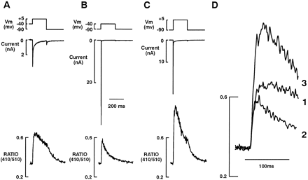 At a holding potential of −90 mV, the SR was loaded by repeated activation of ICa, as described in Fig. 1. (A) Activation of ICa alone (upper panel) by a test pulse to +5 mV after a 10 s rest at a post-conditioning potential of −40 mV (to inactivate INa). Lower panel shows the ICa-evoked Ca2+ transient. (B) Activation of INa alone (upper panel) by a test pulse to −40 mV after a 10 s rest at a post-conditioning potential of −90 mV. Lower panel shows the INa-evoked Ca2+ transient. (C) Combined activation of INa and ICa (upper panel) by a test pulse to +5 mV after a 10 s rest at a post-conditioning potential of −90 mV. Lower panel shows the Ca2+ transient evoked by the combined activation of INa and ICa. (D) Comparison of the rise time kinetics of the Ca2+ transients evoked by activation of (1) ICa, (2) INa and a (3) combination of INa and ICa. The records in panels A, B, C and D were recorded from the same cell at 35°C. The pipette solution included cAMP (10 μM).