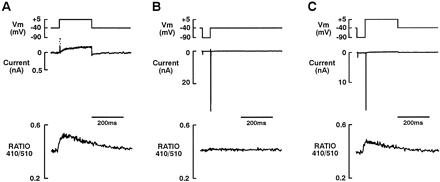 With a holding potential of −40 mV, ICa was blocked by addition of verapamil (10 μM) to the bath solution at 35°C; the pipette solution contained 10 μM cAMP. The SR was loaded by repeated activation of reverse-mode Na/Ca exchange as described in Fig. 2. (A) A small residual inward current (upper panel) and a small, concomitant Ca2+ transient (lower panel) were evoked by a test pulse to +5 mV after 10 s rest at a post-conditioning potential of −40 mV. (B) Activation of INa (recovered during a 50 ms prepulse to −90 mV, after a 10 s rest at a post-conditioning potential of −40 mV) by a test pulse to −40 mV (upper panel). Lower panel shows that when activated at −40 mV, INa failed to evoke a Ca2+ transient when ICa was blocked. (C) Activation of INa (recovered by a 50 ms prepulse to −90 mV) by a test pulse to +5 mV after a 10s rest at a post-conditioning potential of −40 mV (upper panel). Lower panel shows that, when ICa was blocked, activation of INa at +5 mV failed to evoke a Ca2+ transient greater than that evoked in the absence of INa (A, lower panel).